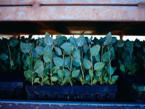 1_CarbonNeutral-PhotoOrd0015-2