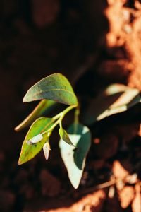 CarbonNeutral-PhotoOrd0017