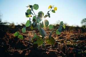 CarbonNeutral-PhotoOrd0245-3