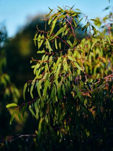 CarbonNeutral-PhotoOrd0364