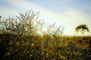 CarbonNeutral-PhotoOrd0851